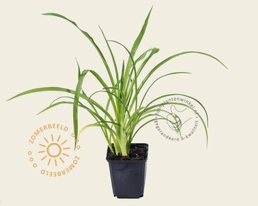 Hemerocallis 'Sammy Russell'