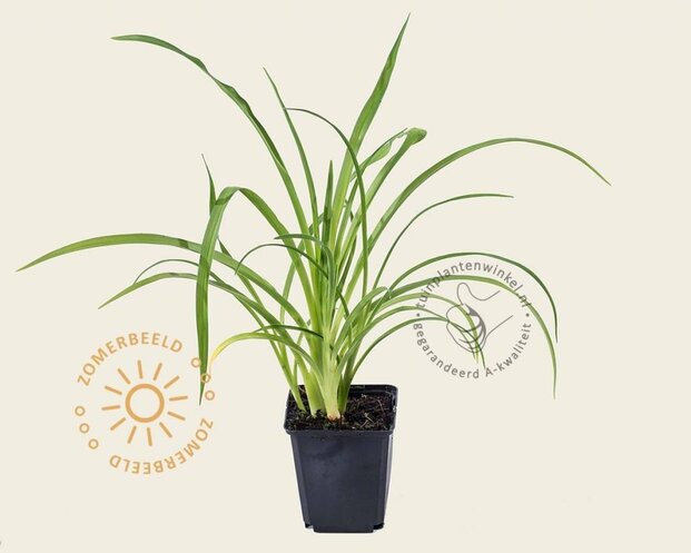 Hemerocallis 'Sammy Russell'