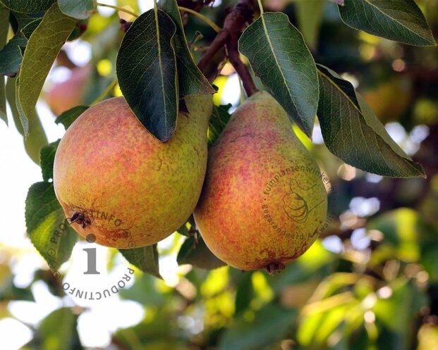 Pyrus communis 'Clapp's Favourite' - hoogstam