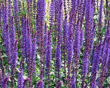Salvia nemorosa 'Caradonna' image