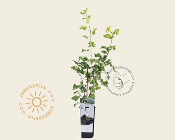 Ribes nidrigolaria 'Josta' image