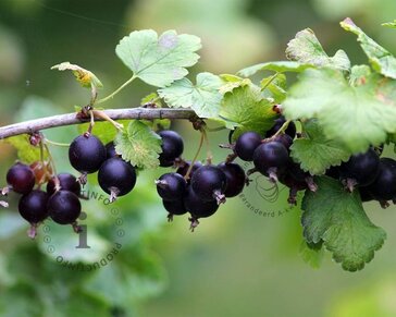 Ribes nidrigolaria 'Josta'