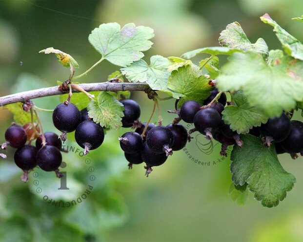 Ribes nidrigolaria 'Josta'