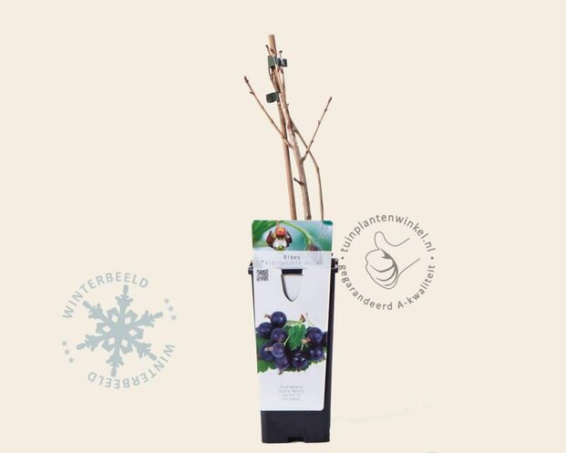 Ribes nidrigolaria 'Josta'