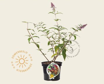 Buddleja weyeriana 'Flower Power' image