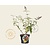 Buddleja weyeriana 'Flower Power'