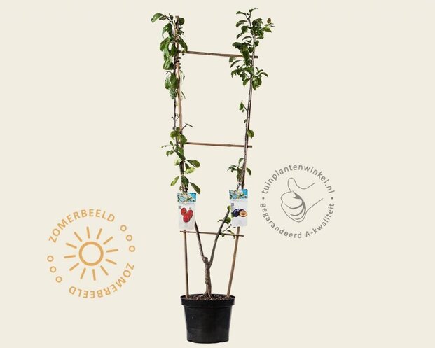 Prunus domestica DUO 'Victoria' & 'Hauszwetsche'