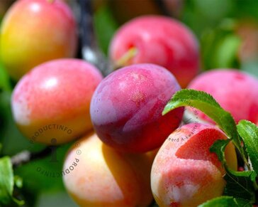 Prunus domestica DUO 'Victoria' & 'Hauszwetsche'