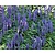 Liriope muscari 'Moneymaker'