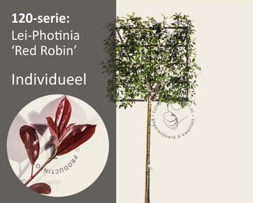 Glansmispel leiboom - Rek 120x120 cm image