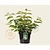 Viburnum plicatum 'Mariesii'