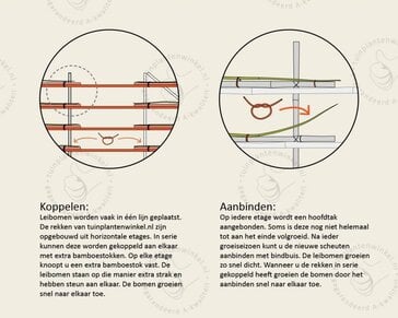 Lei-Amberboom - Basic - pakket 4 stuks + EXTRA'S!