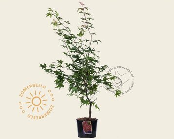Acer palmatum 'Osakazuki' image