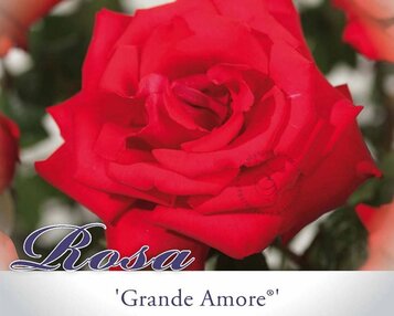 Rosa 'Grande Amore' image