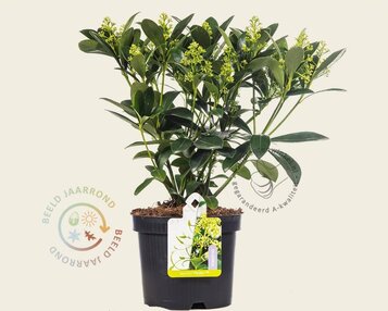 Skimmia japonica 'Finchy' image