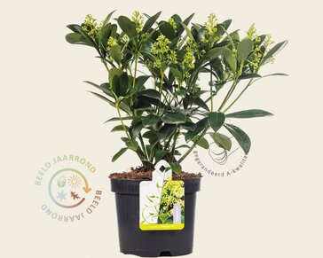Skimmia japonica 'Finchy'