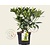 Skimmia japonica 'Finchy'