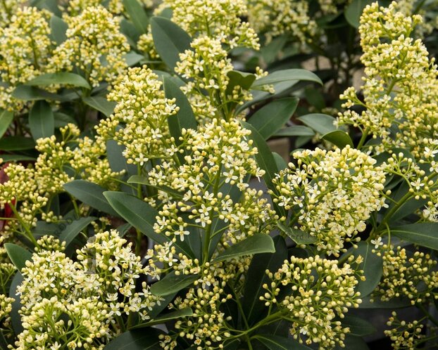 Skimmia japonica 'Finchy'