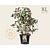 Viburnum opulus 'Compactum' - XL