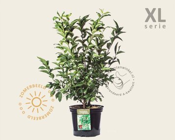 Euonymus europaeus 'Red Cascade' - XL image