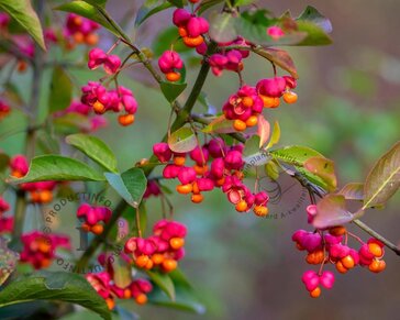 Euonymus europaeus 'Red Cascade' - XL
