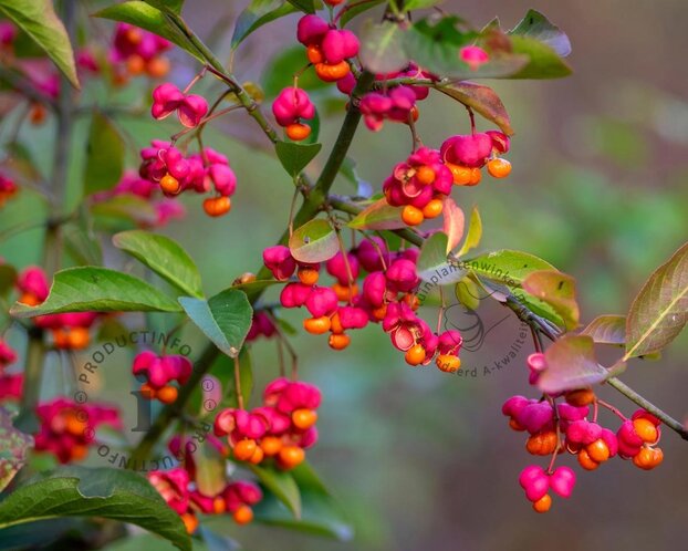 Euonymus europaeus 'Red Cascade' - XL