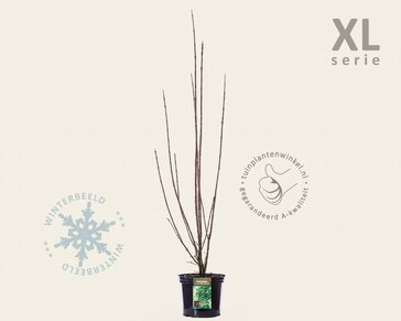 Euonymus europaeus 'Red Cascade' - XL