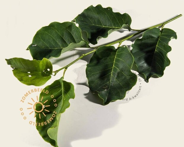 Magnolia 'Galaxy' - hoogstam