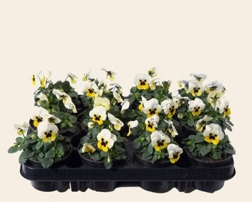 Viool Mini 'Sorbet Lemon met Oog'  - Tray 12 st. image