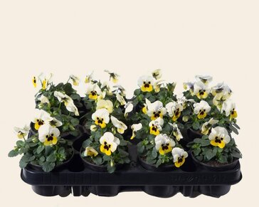 Alleen in winkel Viool Mini 'Sorbet Lemon met Oog'  - Tray 12 st.