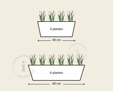 Alleen in winkel Viool Mini 'Sorbet Lemon met Oog'  - Tray 12 st.