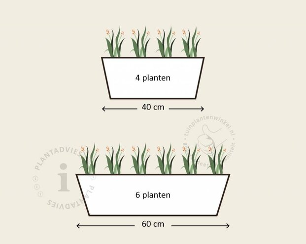 Alleen in winkel Viool Mini 'Sorbet Lemon met Oog'  - Tray 12 st.