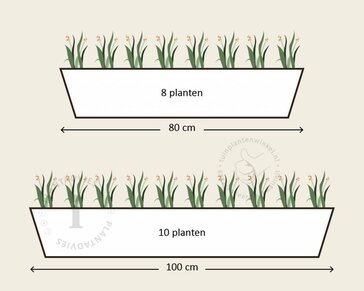 Alleen in winkel Viool Mini 'Sorbet Lemon met Oog'  - Tray 12 st.
