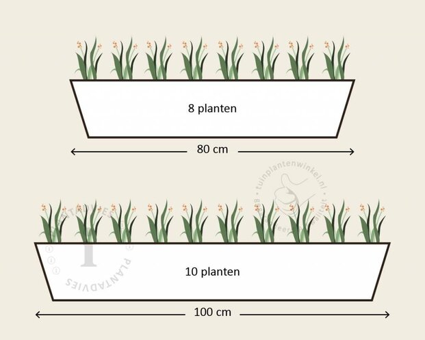 Alleen in winkel Viool Mini 'Sorbet Lemon met Oog'  - Tray 12 st.