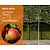 Lei-Appel 'Elstar' - Basic - individueel geen extra's
