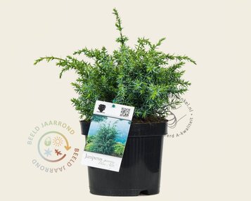 Juniperus chinensis 'Blue Alps' image
