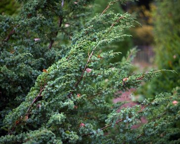 Juniperus chinensis 'Blue Alps'
