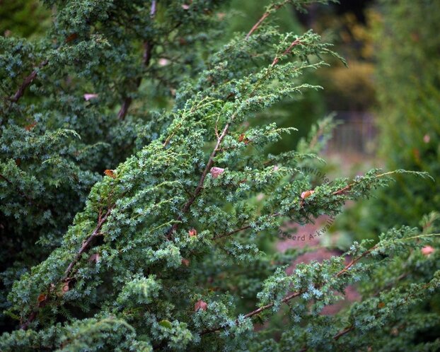 Juniperus chinensis 'Blue Alps'