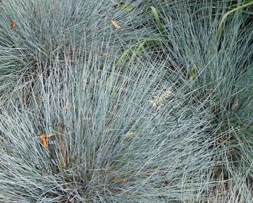 Festuca glauca image
