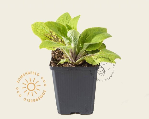 Digitalis purpurea 'Gloxiniiflora'