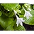 Hosta sieboldii 'Snowflakes'