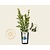 Vaccinium corymbosum 'Bluegold'
