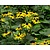 Rudbeckia fulgida 'Goldsturm'