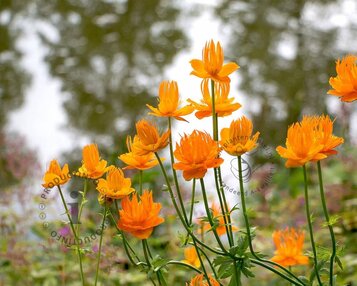 Trollius chinensis 'Golden Queen' image