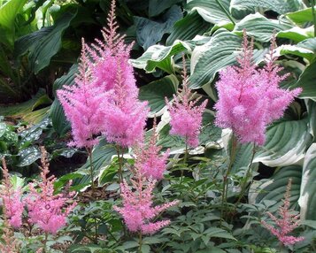 Astilbe japonica 'Rheinland' image