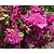 Rhododendron Azalea 'Violetta'