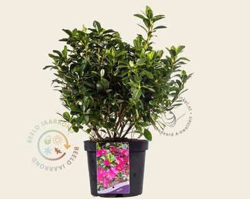 Rhododendron Azalea 'Violetta'