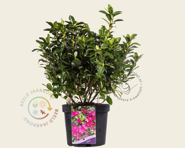 Rhododendron Azalea 'Violetta'