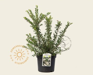 Spiraea nipponica 'Snowmound' image