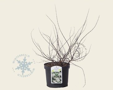 Spiraea nipponica 'Snowmound'